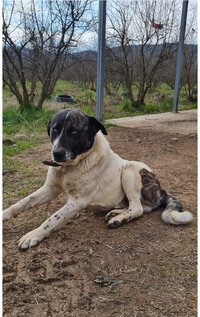 samson.jpg