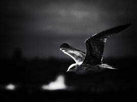 627A5215-8F17-4EFF-A177-E99339337CA1.jpeg