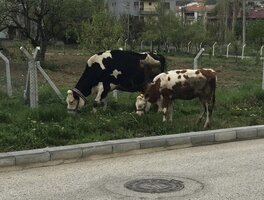 6747DF8E-6183-47ED-AF80-B4C92224F33C.jpeg
