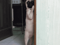 a.gif