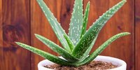 ana-gorsel-aloe-veranin-bitkisi-listelist[1].jpg