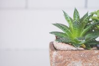 pexels-photo-2239676[1].jpeg