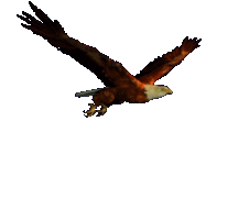 kartal-hareketli-resim-0036.gif