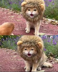 IMG_4918.jpeg