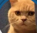 Capture.PNG Capture.PNG