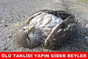 969e47ddc681bb2612c8a0de601f2d2f.jpg