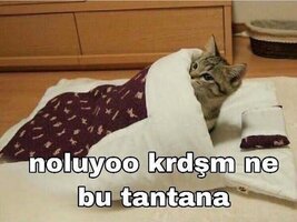 images (33).jpeg