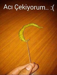 IMG_7968.jpeg