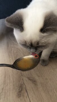 IMG_1205.jpeg