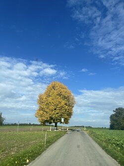 IMG_9511.jpeg