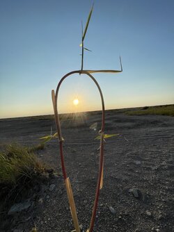 IMG_8141.jpeg