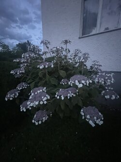IMG_9307.jpeg