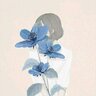Peony